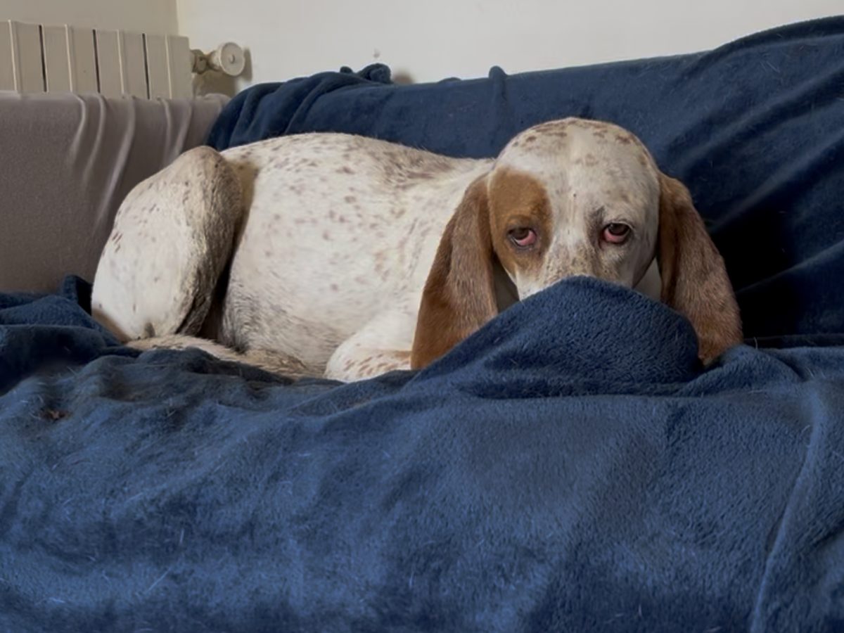 Pocket early on: a white and tan Porcelaine lying on a sofa behind a navy blanket, only his eyes and long ears showing above it, watching warily