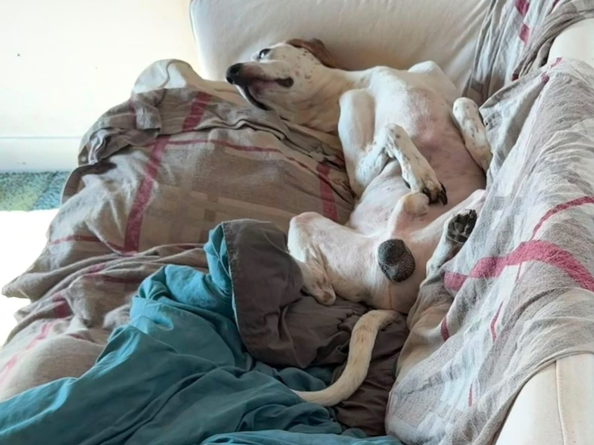 Pocket later: fast asleep on his back on a cream sofa among rumpled blankets, paws in the air