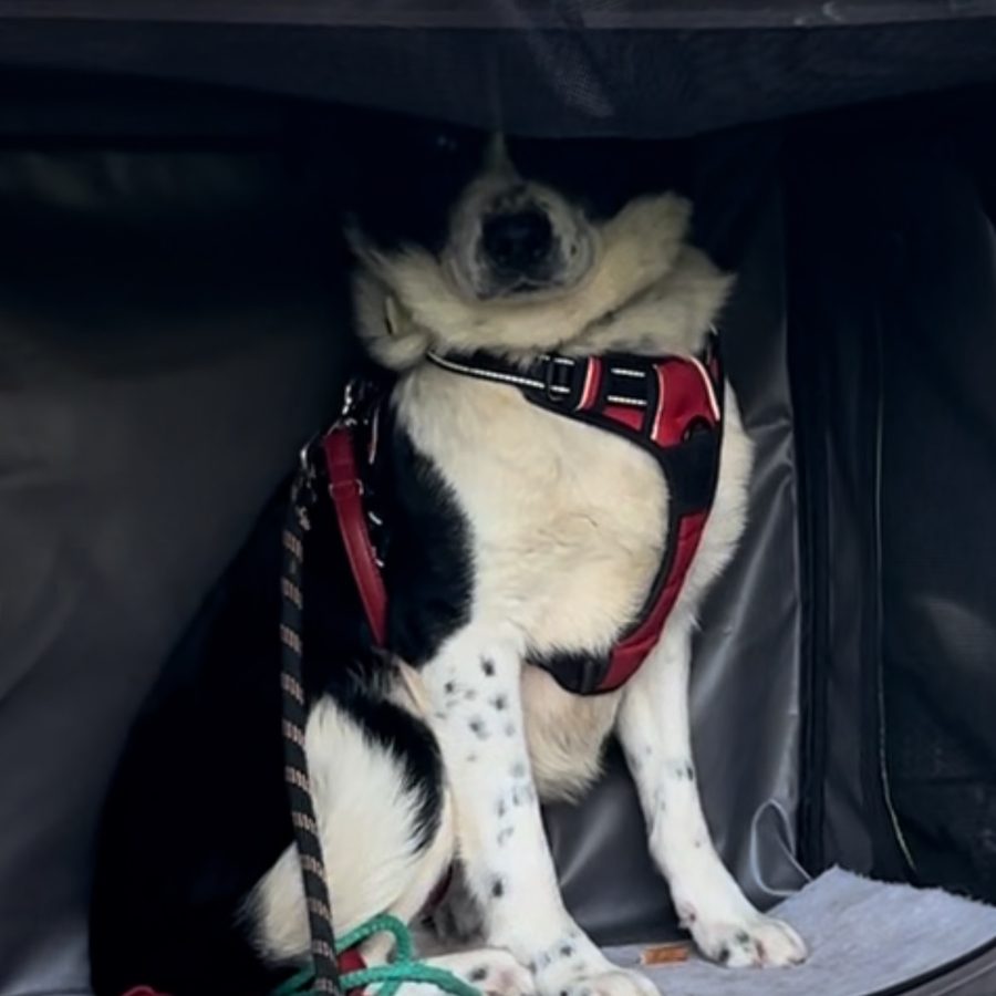 Tex, a black-and-white dog in a red harness, sitting at the back of a travel crate in a van, head tipped back and unsure