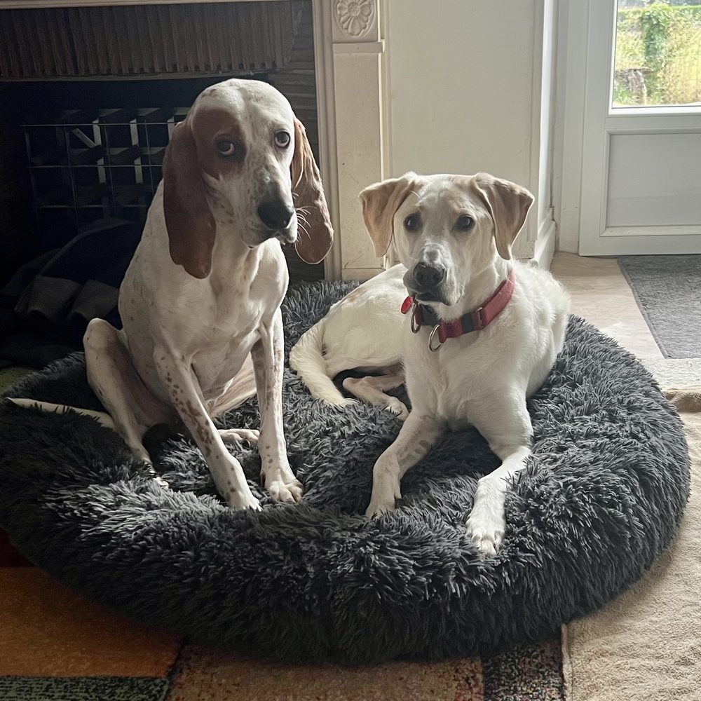 Pocket and Woody together on a round grey dog bed at home