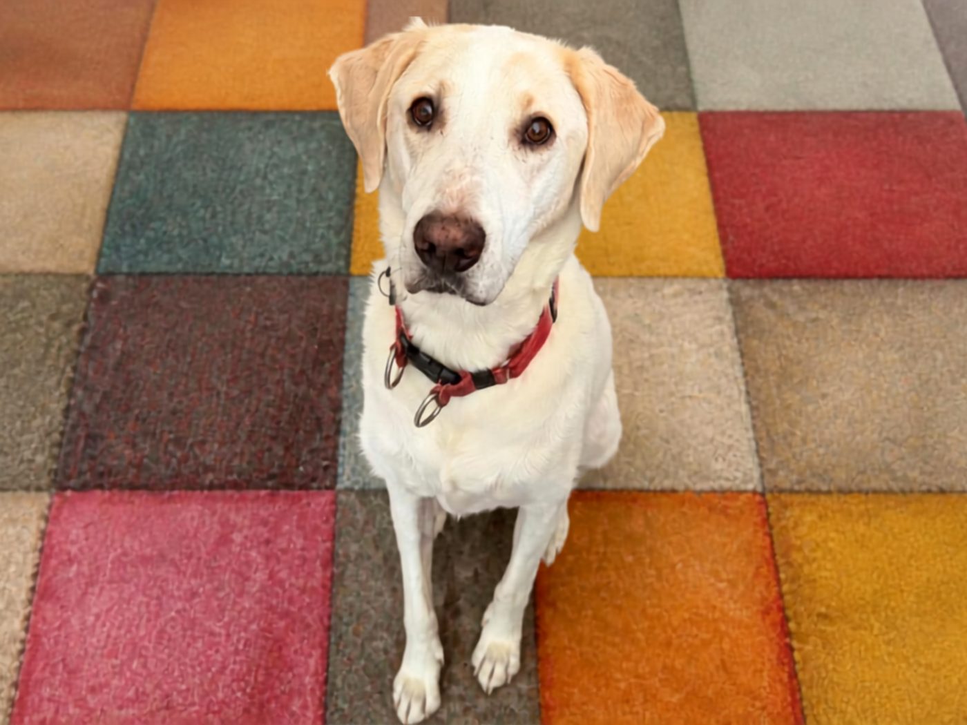 Woody, a cream-coloured dog with a red collar, sitting on a colourful patchwork rug and looking up at the camera