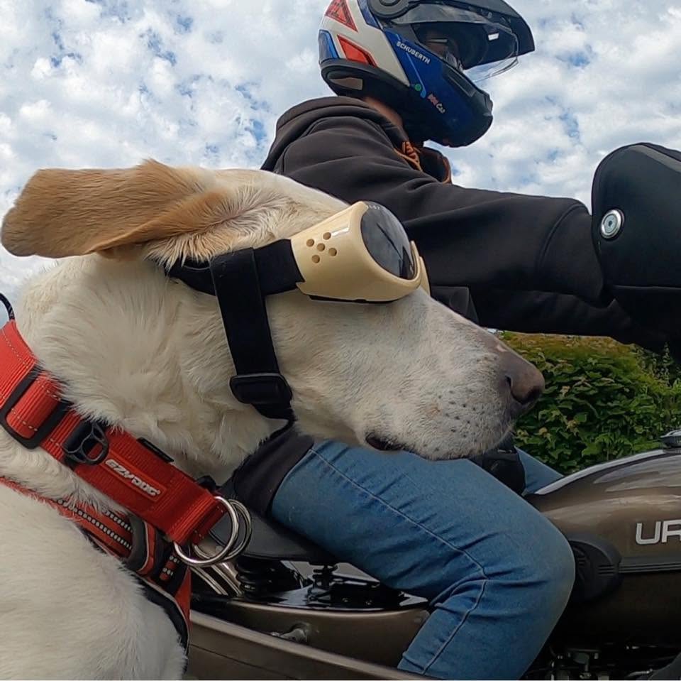 Woody wearing dog goggles, riding in a motorcycle sidecar