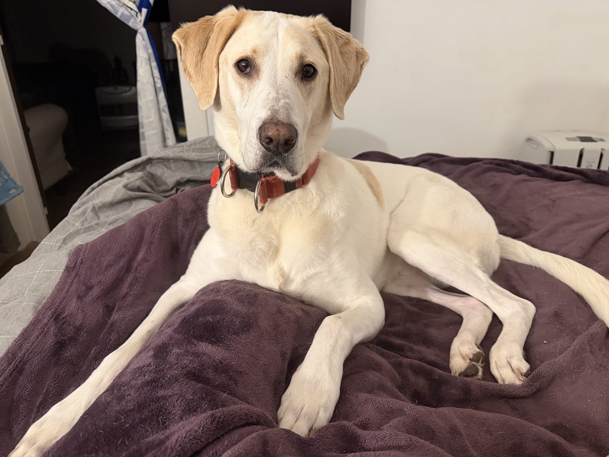 Woody lying on a purple blanket on the bed, relaxed and looking at the camera