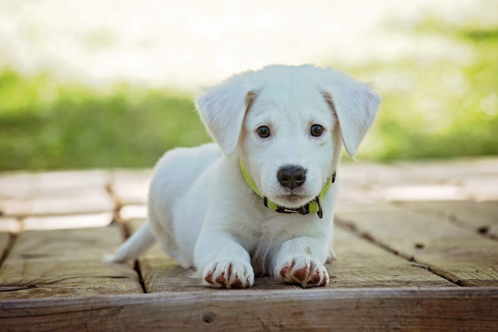 puppy, dog, pet, collar, dog collar, white puppy, white dog, domestic, domestic dog, lying down, nature, portrait, dog portrait, animal, cute, white, adorable, canine, doggy, looking